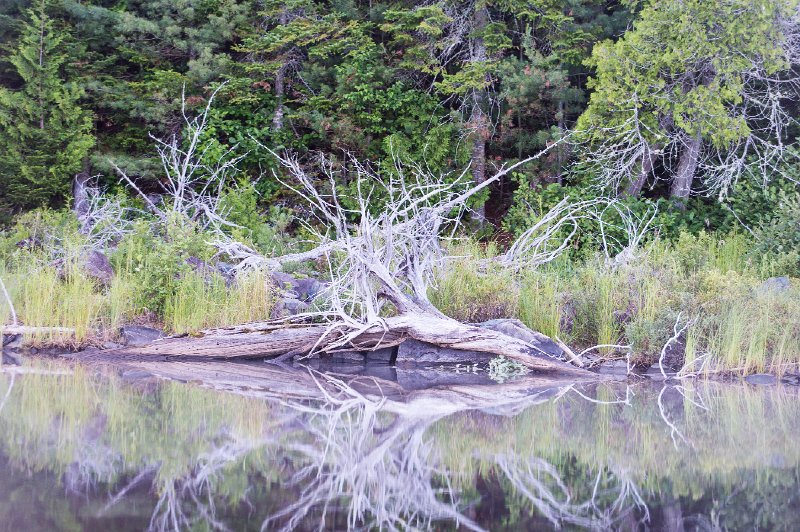 20150717_065630 D4S.jpg - On Lucky Pond w Moose